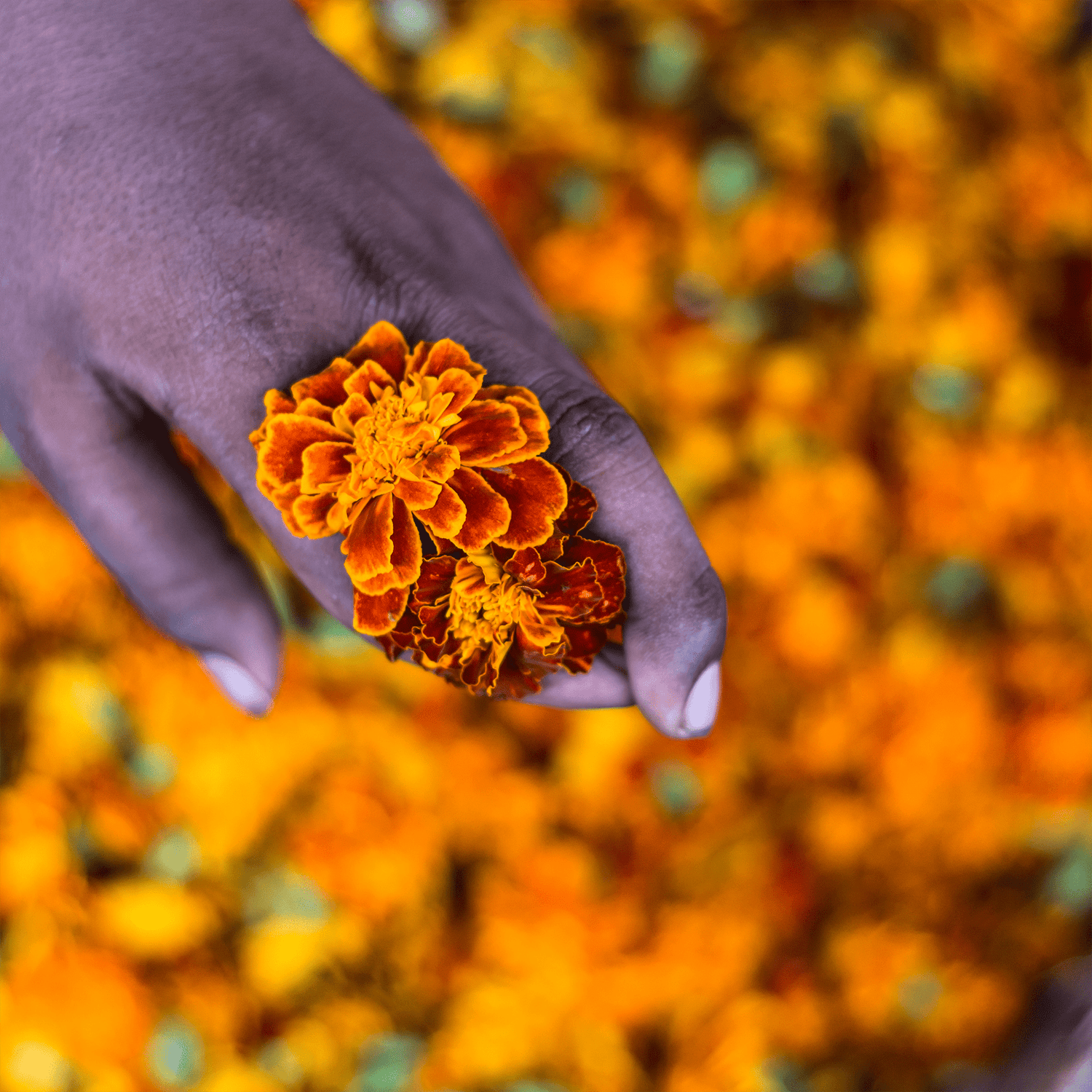 Temple Flowers – Sugandh Lok